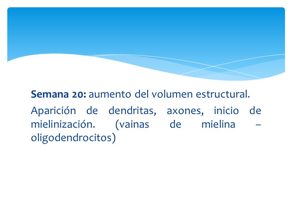Semana 20: aumento del volumen estructural