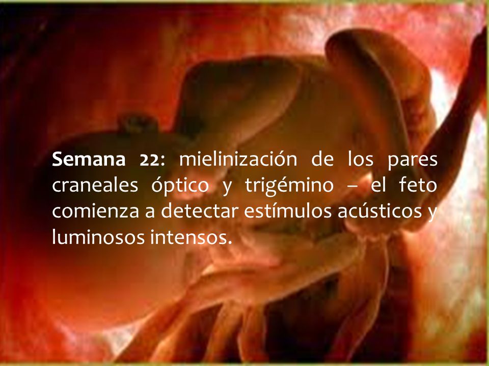 Semana 22: mielinización de los pares craneales óptico y trigémino – el feto comienza a detectar estímulos acústicos y luminosos intensos.