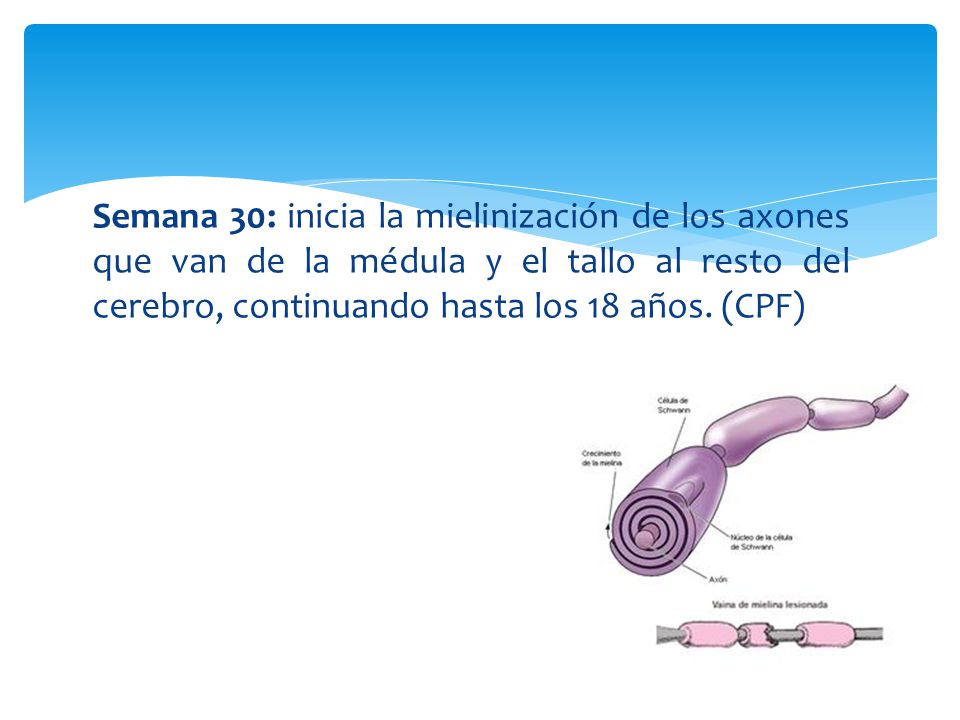 Semana 30: inicia la mielinización de los axones que van de la médula y el tallo al resto del cerebro, continuando hasta los 18 años.
