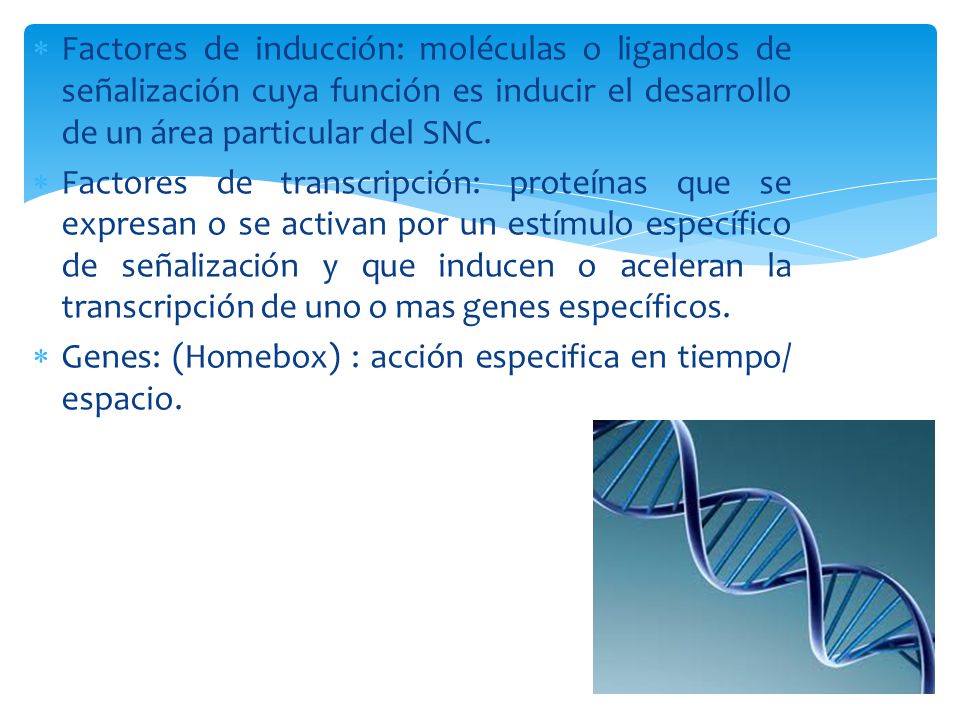 Factores de inducción: moléculas o ligandos de señalización cuya función es inducir el desarrollo de un área particular del SNC.