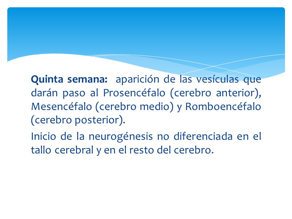Quinta semana: aparición de las vesículas que darán paso al Prosencéfalo (cerebro anterior), Mesencéfalo (cerebro medio) y Romboencéfalo (cerebro posterior).