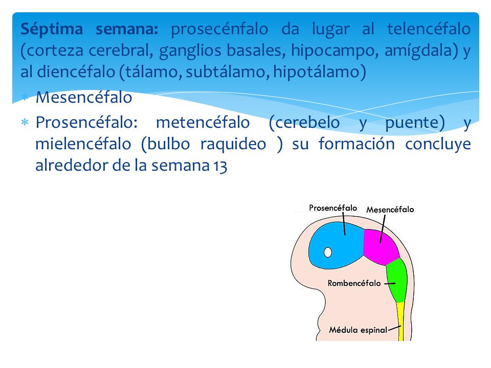 Séptima semana: prosecénfalo da lugar al telencéfalo (corteza cerebral, ganglios basales, hipocampo, amígdala) y al diencéfalo (tálamo, subtálamo, hipotálamo)