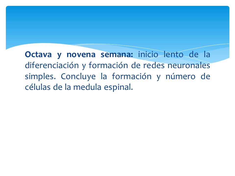 Octava y novena semana: inicio lento de la diferenciación y formación de redes neuronales simples.
