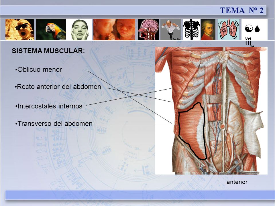 [Se] SISTEMA MUSCULAR: Oblicuo menor Recto anterior del abdomen