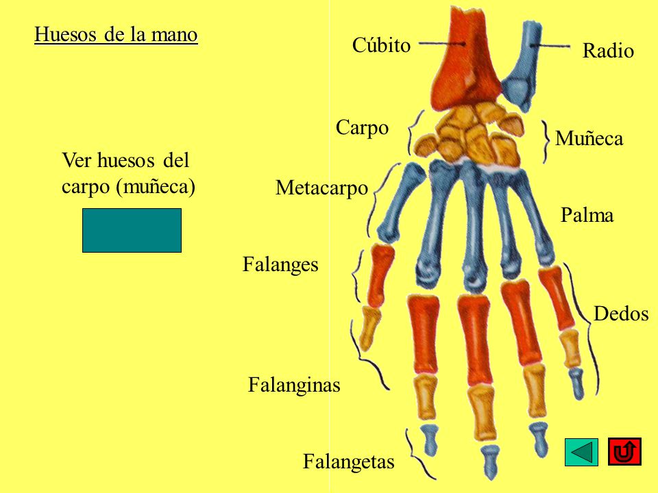 Huesos de la mano Cúbito. Radio. Carpo. Muñeca. Ver huesos del carpo (muñeca) Metacarpo. Palma.