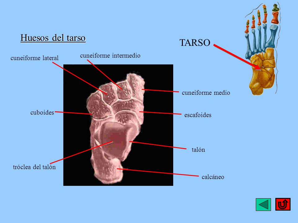 Huesos del tarso TARSO cuneiforme intermedio cuneiforme lateral