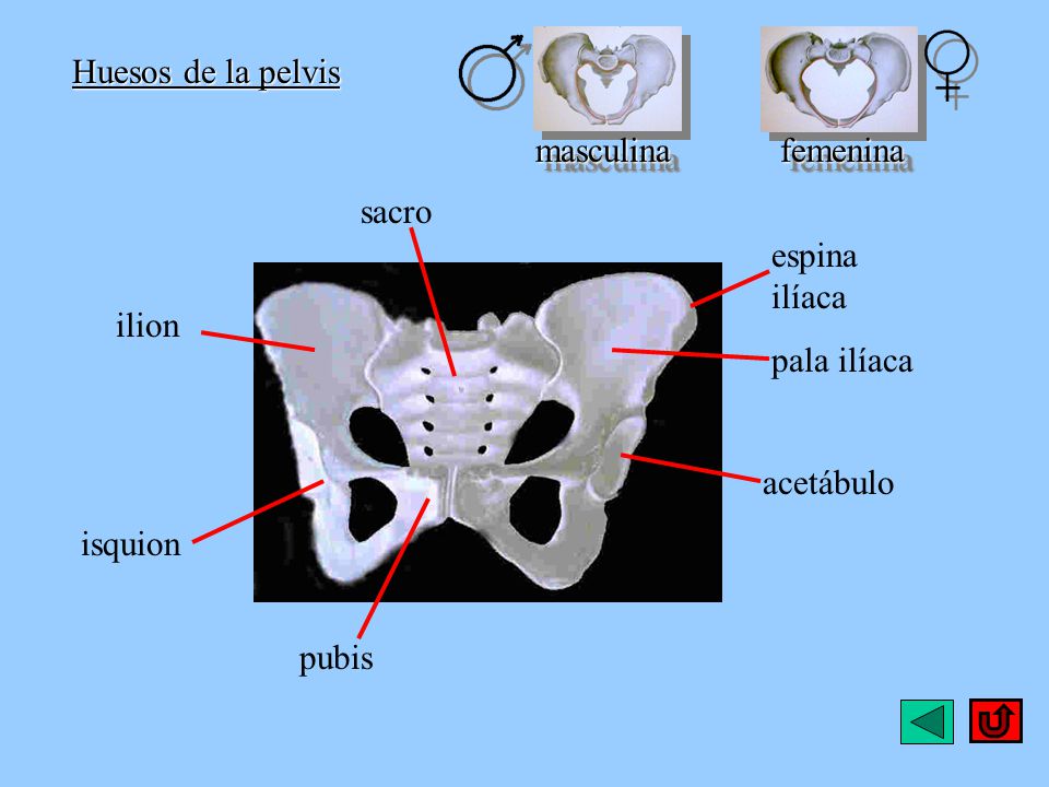 Huesos de la pelvis masculina. femenina. sacro. espina ilíaca. ilion. pala ilíaca. acetábulo.