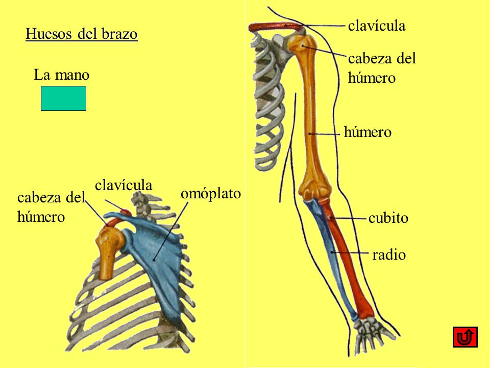 clavícula Huesos del brazo. cabeza del húmero. La mano. húmero. clavícula. omóplato. cabeza del húmero.