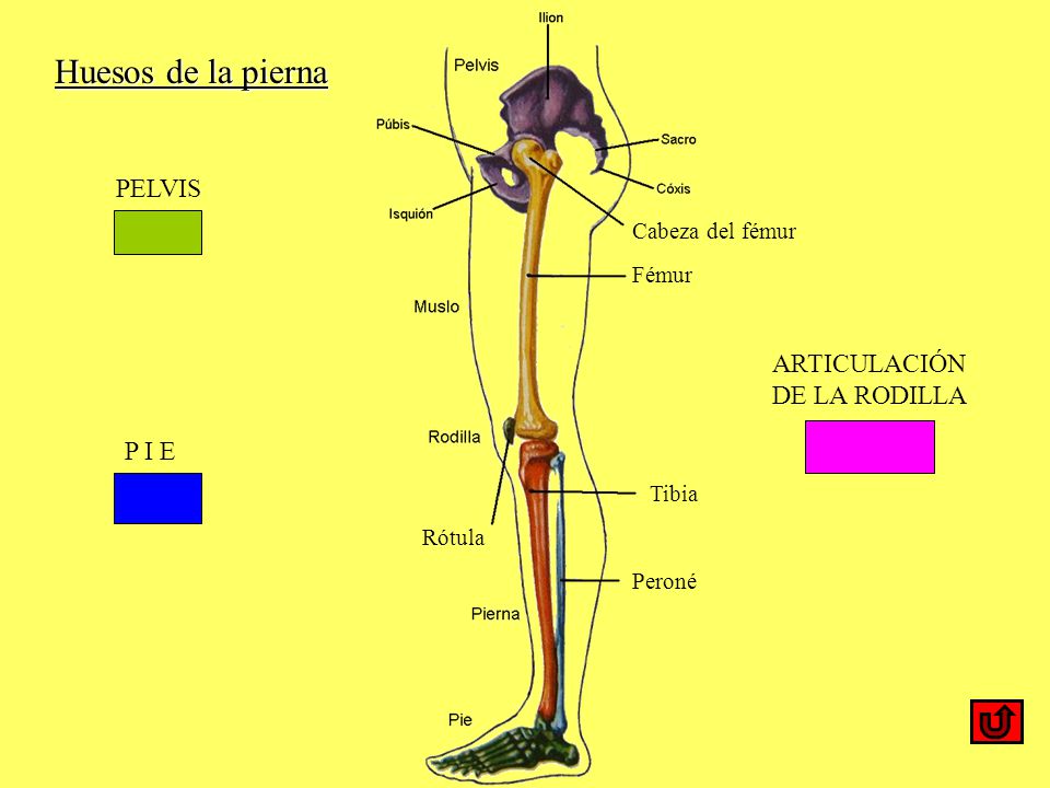 Huesos de la pierna PELVIS ARTICULACIÓN DE LA RODILLA P I E
