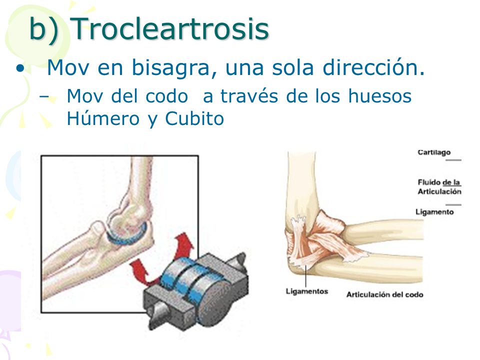 b) Trocleartrosis Mov en bisagra, una sola dirección.
