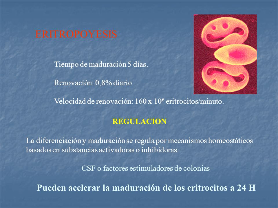 ERITROPOYESIS Pueden acelerar la maduración de los eritrocitos a 24 H