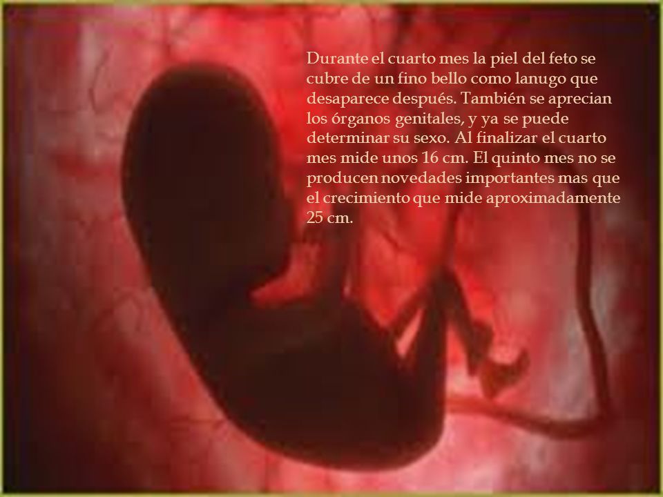 Durante el cuarto mes la piel del feto se cubre de un fino bello como lanugo que desaparece después.