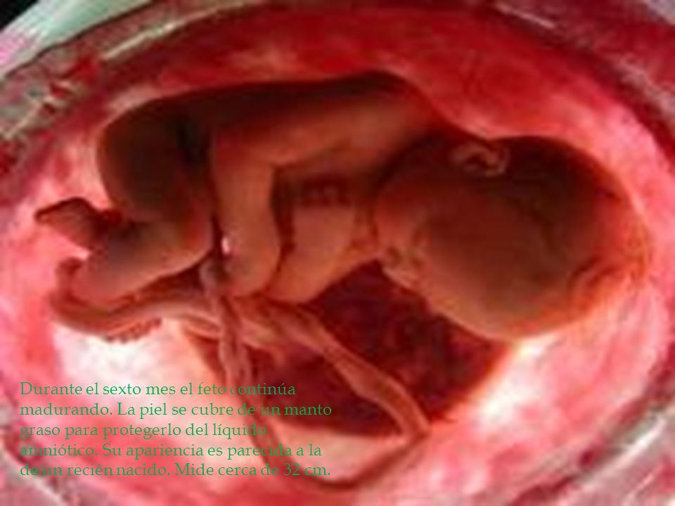 Durante el sexto mes el feto continúa madurando