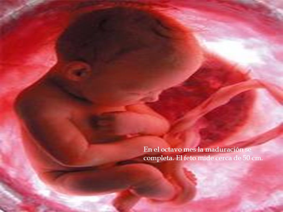 En el octavo mes la maduración se completa. El feto mide cerca de 50 cm.