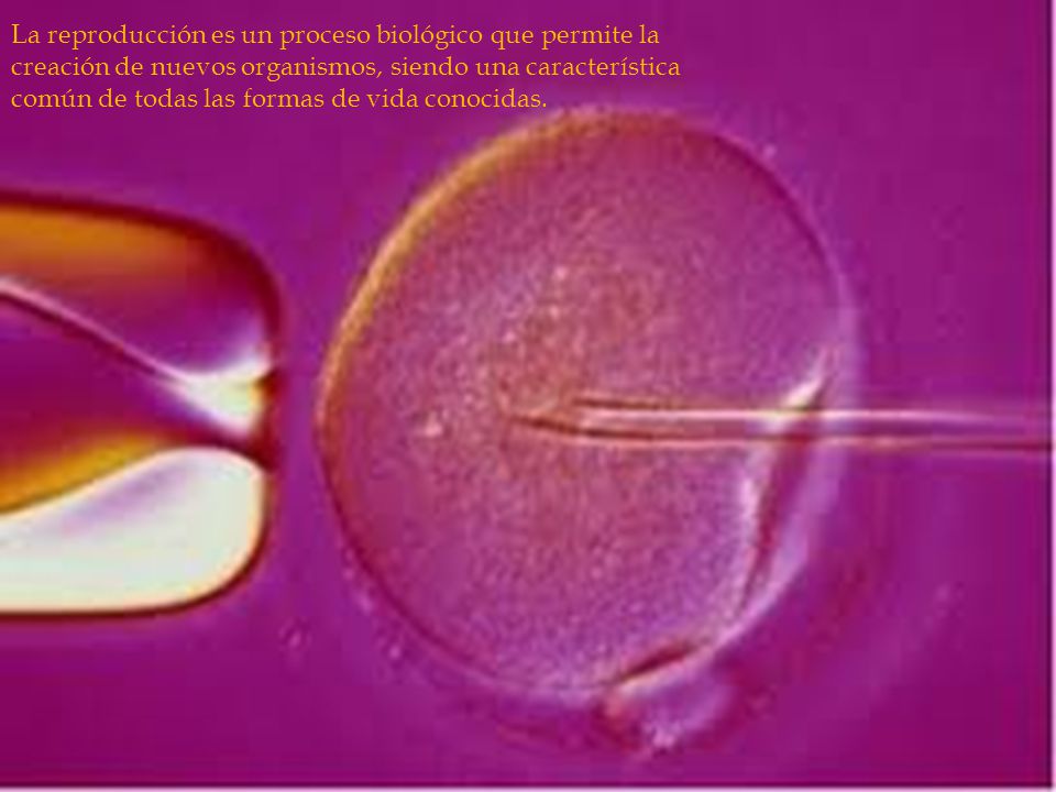 La reproducción es un proceso biológico que permite la creación de nuevos organismos, siendo una característica común de todas las formas de vida conocidas.