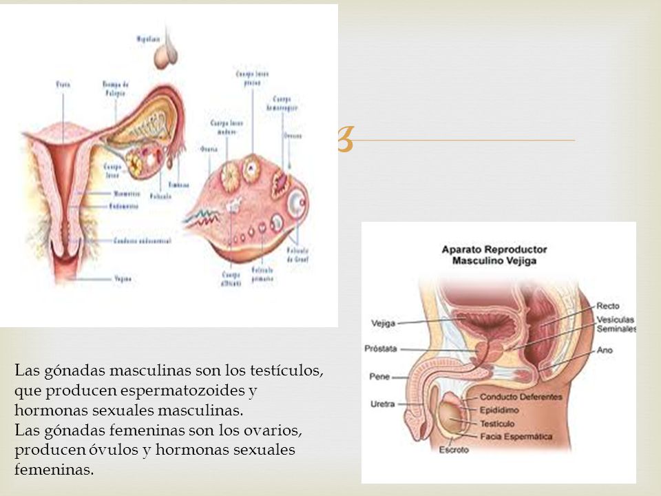 Las gónadas masculinas son los testículos, que producen espermatozoides y hormonas sexuales masculinas.