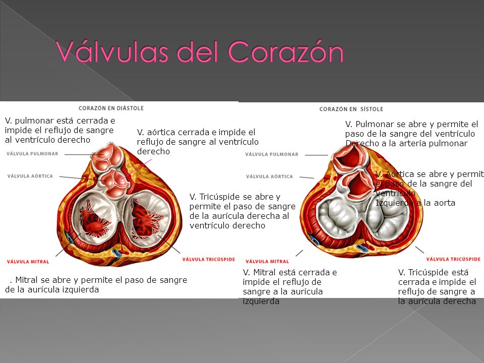 Válvulas del Corazón V. pulmonar está cerrada e impide el reflujo de sangre al ventrículo derecho.