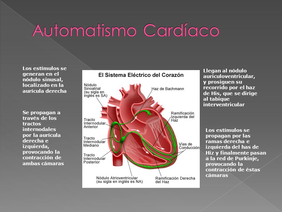 Automatismo Cardíaco Los estímulos se generan en el nódulo sinusal, localizado en la aurícula derecha.