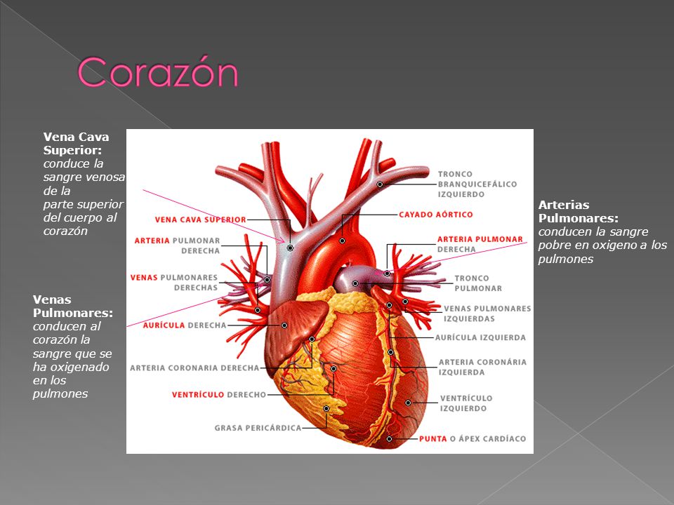 Corazón Vena Cava Superior: conduce la sangre venosa de la