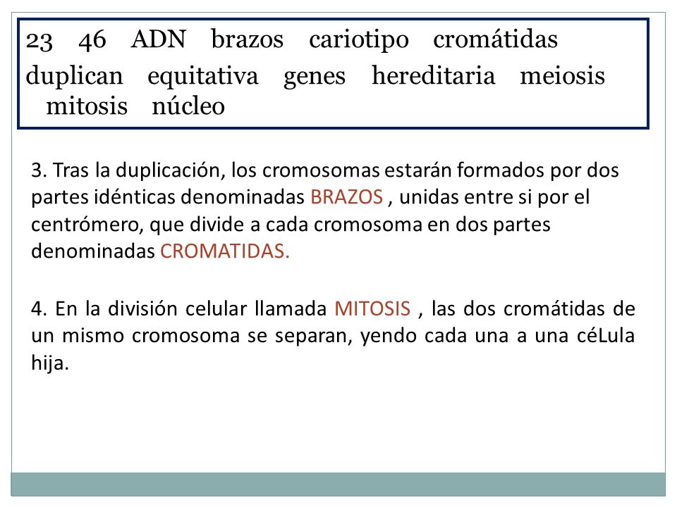 23 46 ADN brazos cariotipo cromátidas