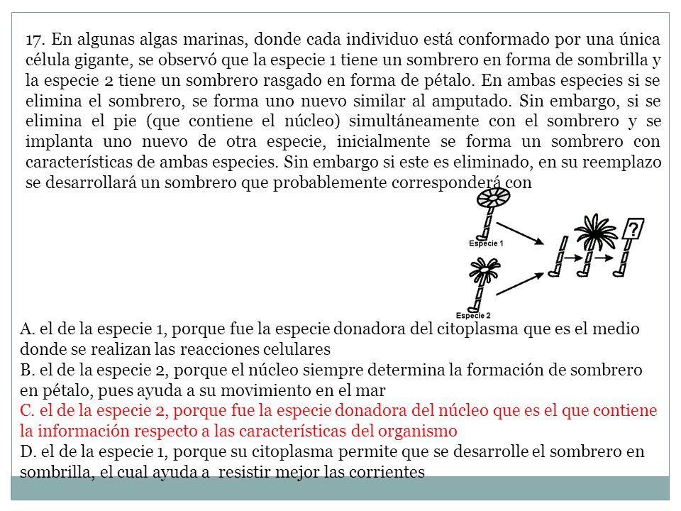17. En algunas algas marinas, donde cada individuo está conformado por una única célula gigante, se observó que la especie 1 tiene un sombrero en forma de sombrilla y la especie 2 tiene un sombrero rasgado en forma de pétalo. En ambas especies si se elimina el sombrero, se forma uno nuevo similar al amputado. Sin embargo, si se elimina el pie (que contiene el núcleo) simultáneamente con el sombrero y se implanta uno nuevo de otra especie, inicialmente se forma un sombrero con características de ambas especies. Sin embargo si este es eliminado, en su reemplazo se desarrollará un sombrero que probablemente corresponderá con