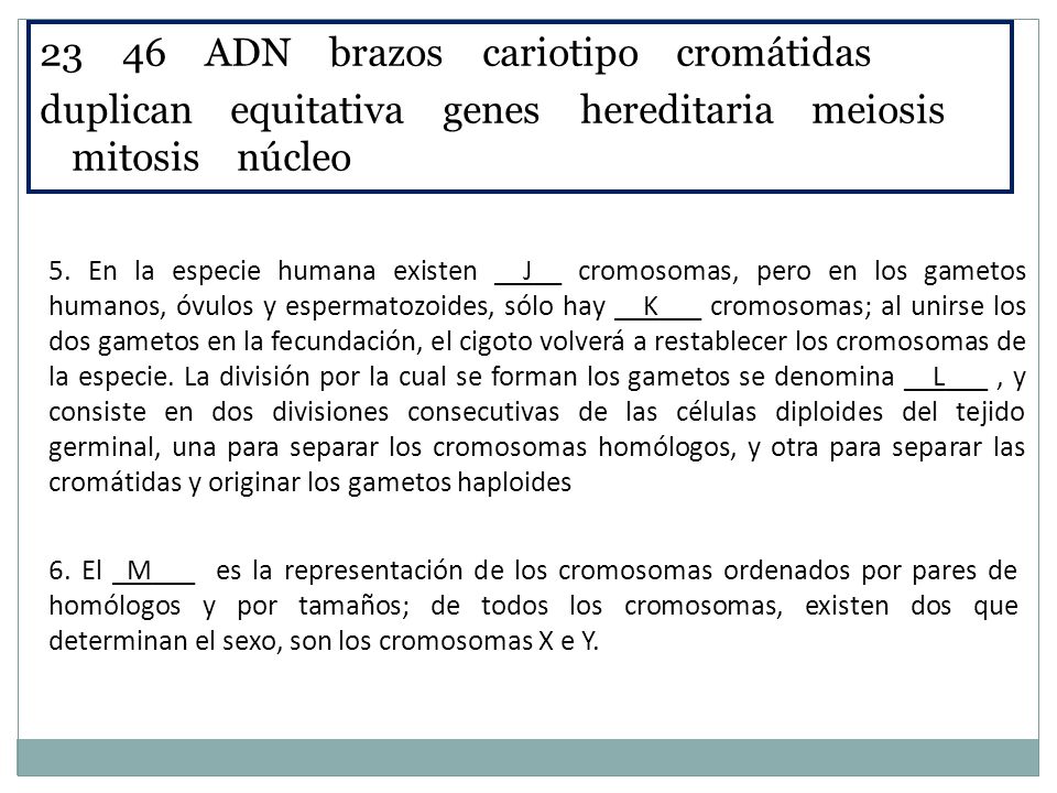23 46 ADN brazos cariotipo cromátidas