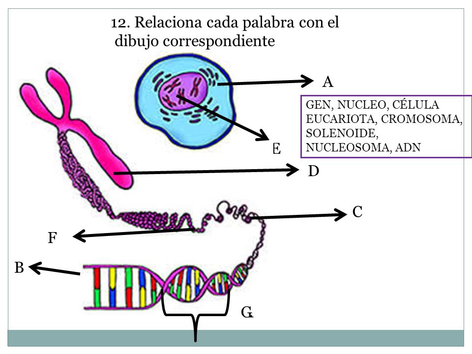 12. Relaciona cada palabra con el dibujo correspondiente