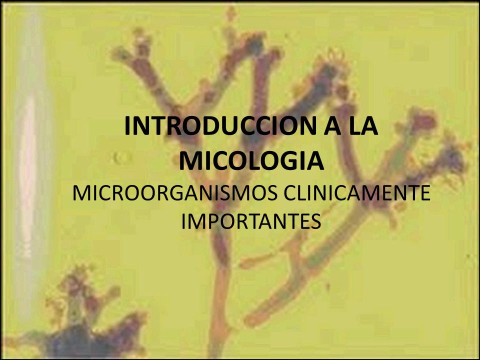INTRODUCCION A LA MICOLOGIA MICROORGANISMOS CLINICAMENTE IMPORTANTES