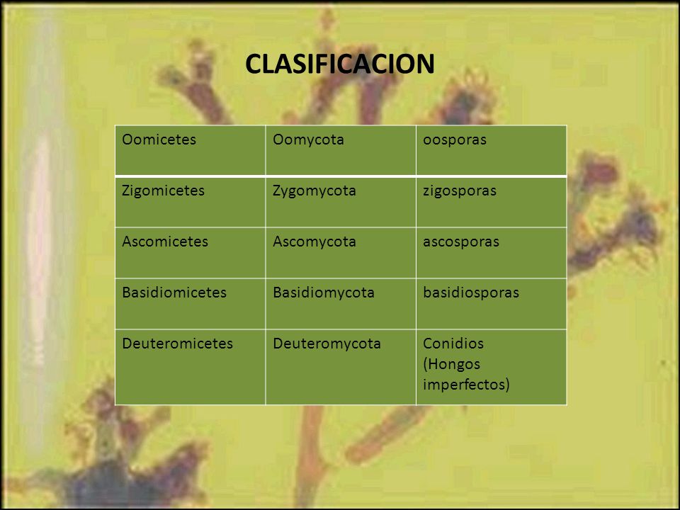 CLASIFICACION Oomicetes Oomycota oosporas Zigomicetes Zygomycota