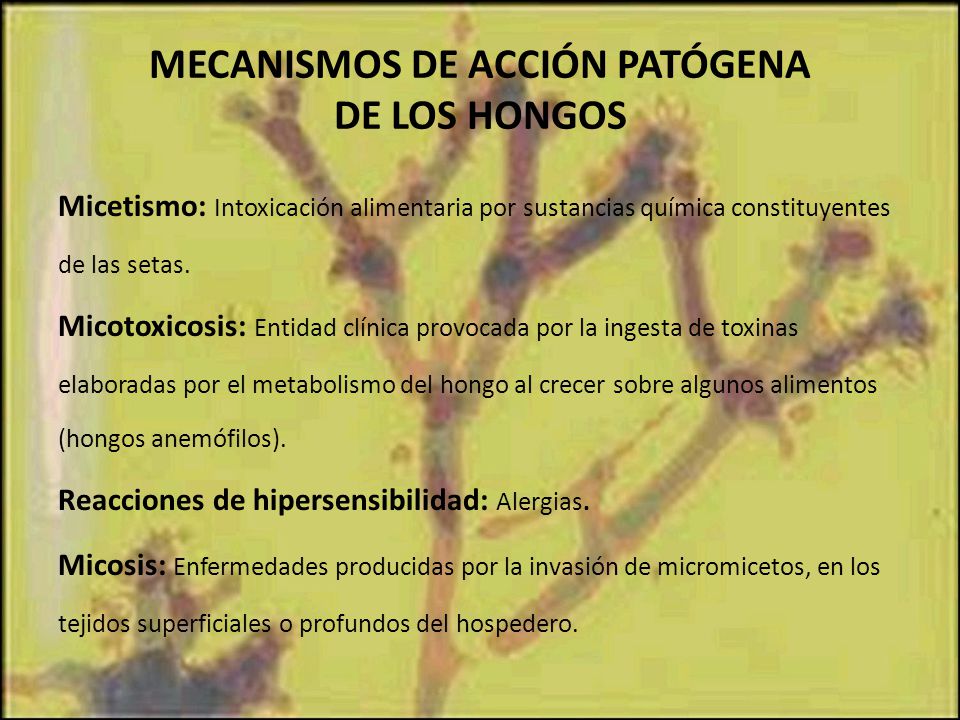 MECANISMOS DE ACCIÓN PATÓGENA DE LOS HONGOS