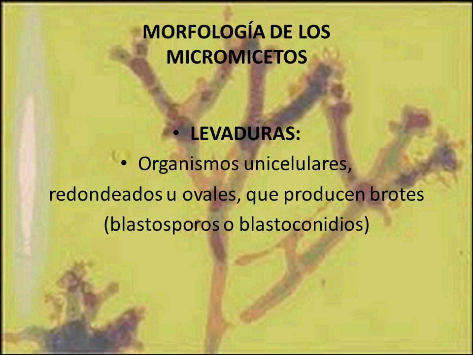 MORFOLOGÍA DE LOS MICROMICETOS