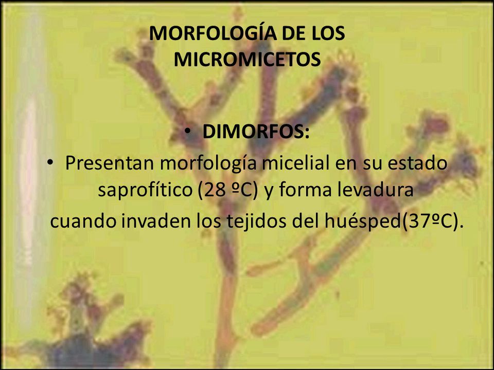 MORFOLOGÍA DE LOS MICROMICETOS
