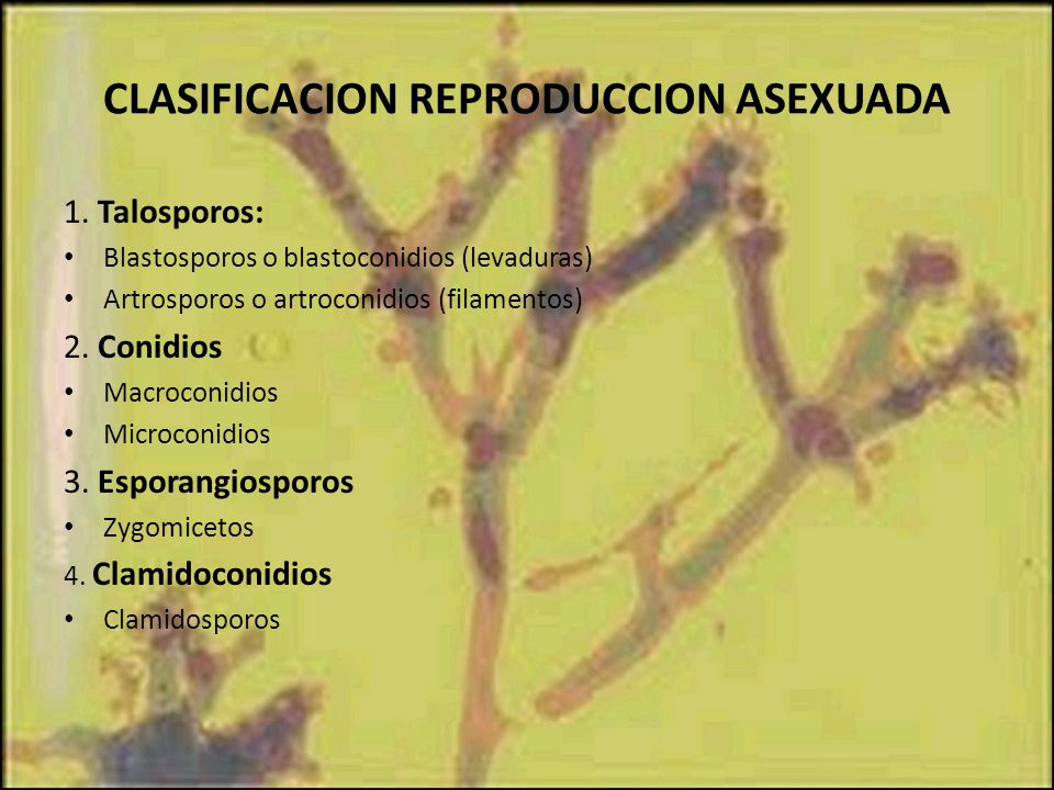 CLASIFICACION REPRODUCCION ASEXUADA