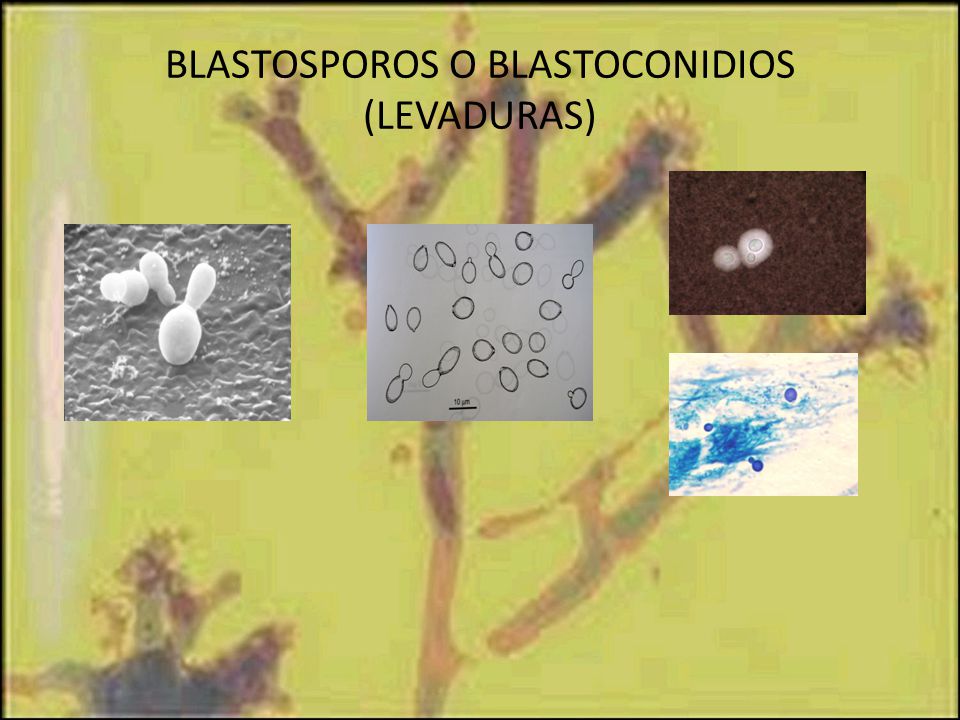 BLASTOSPOROS O BLASTOCONIDIOS (LEVADURAS)