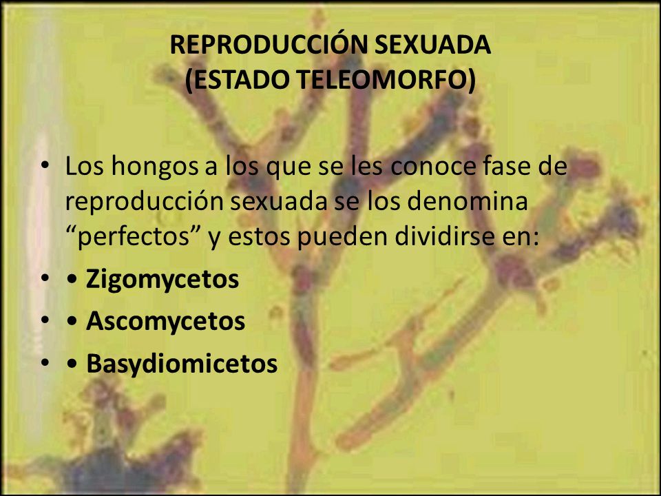REPRODUCCIÓN SEXUADA (ESTADO TELEOMORFO)