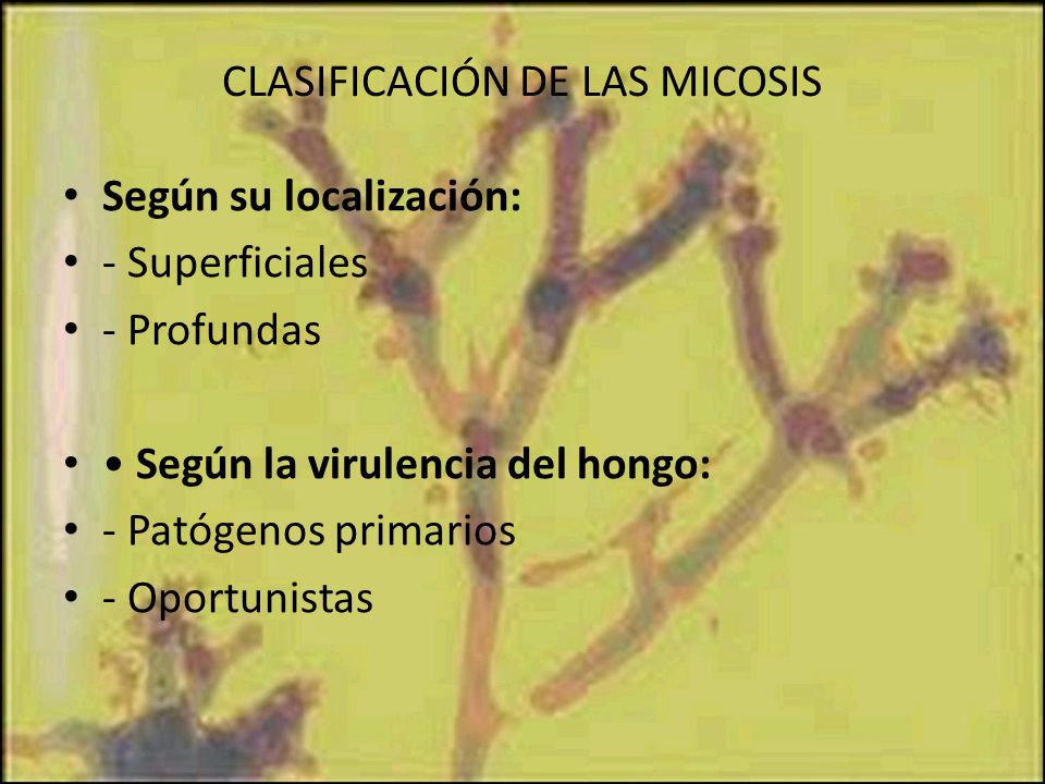 CLASIFICACIÓN DE LAS MICOSIS