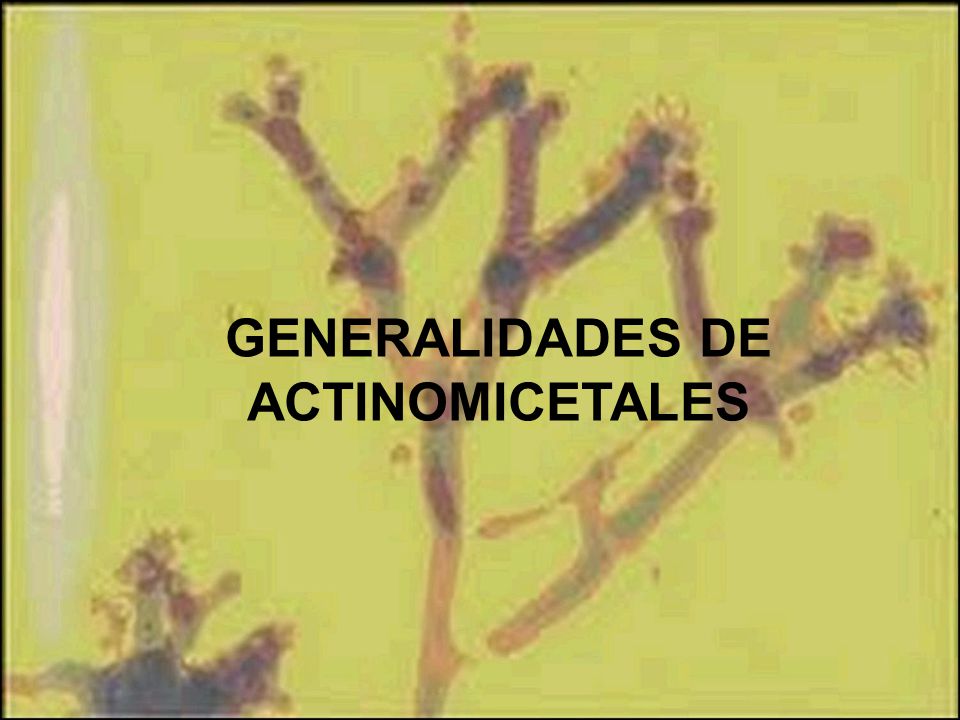 GENERALIDADES DE ACTINOMICETALES