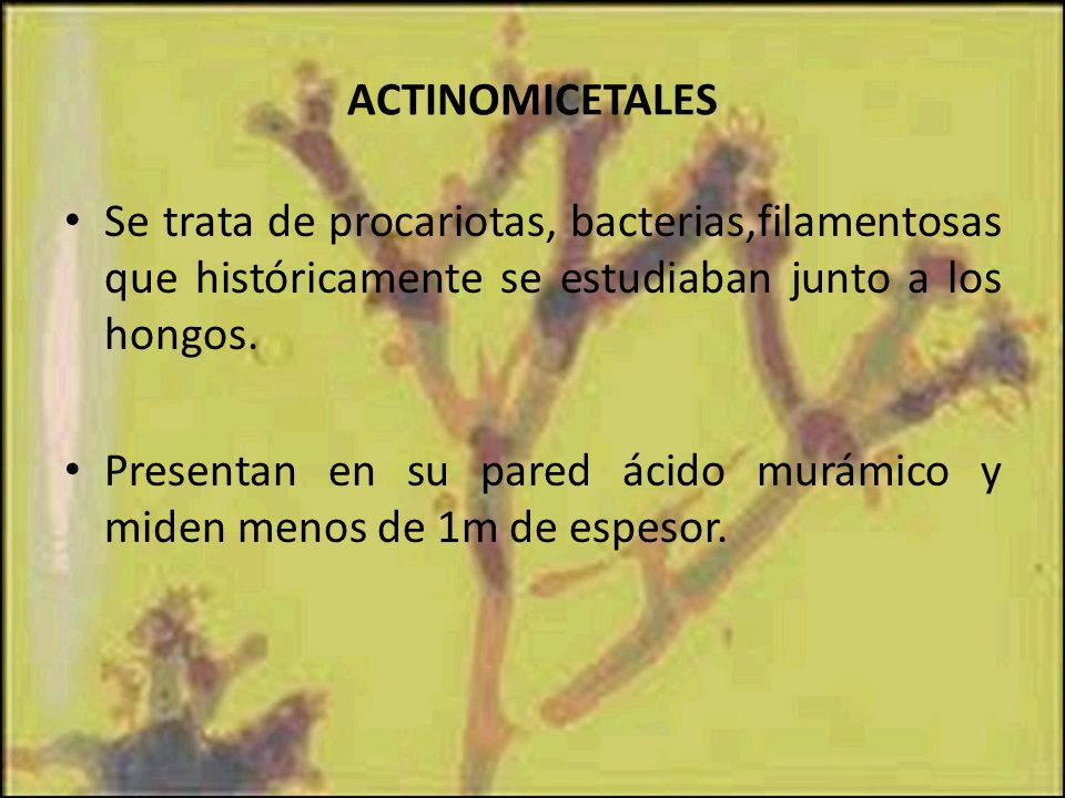 ACTINOMICETALES Se trata de procariotas, bacterias,filamentosas que históricamente se estudiaban junto a los hongos.