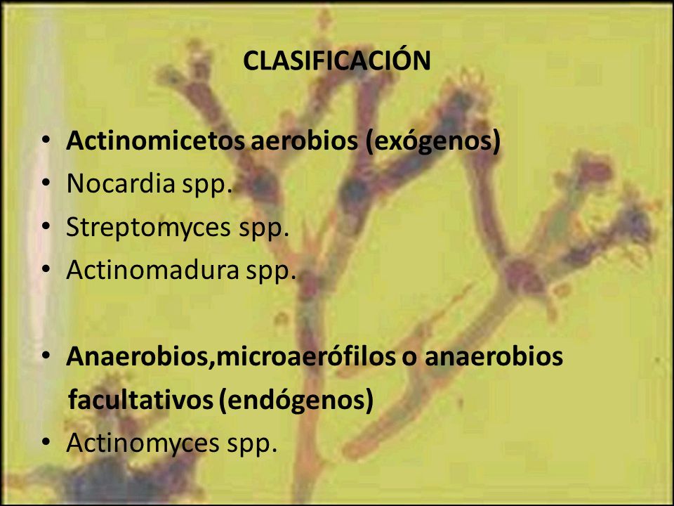 CLASIFICACIÓN Actinomicetos aerobios (exógenos) Nocardia spp. Streptomyces spp. Actinomadura spp.