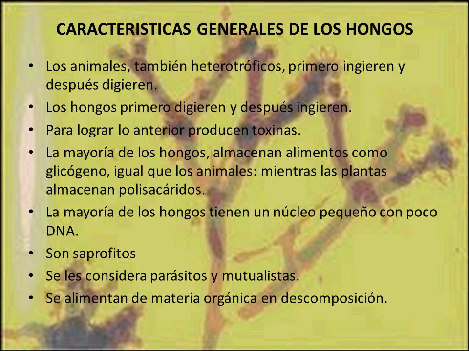 CARACTERISTICAS GENERALES DE LOS HONGOS