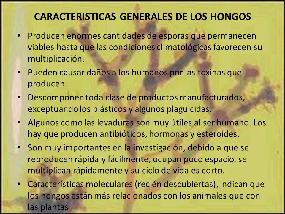 CARACTERISTICAS GENERALES DE LOS HONGOS