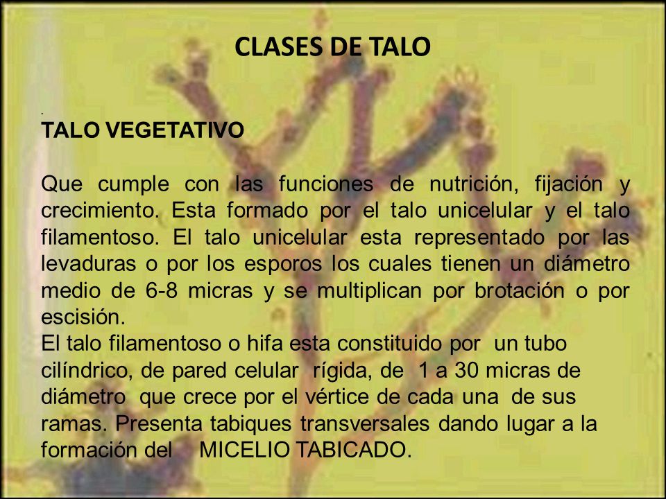 CLASES DE TALO TALO VEGETATIVO