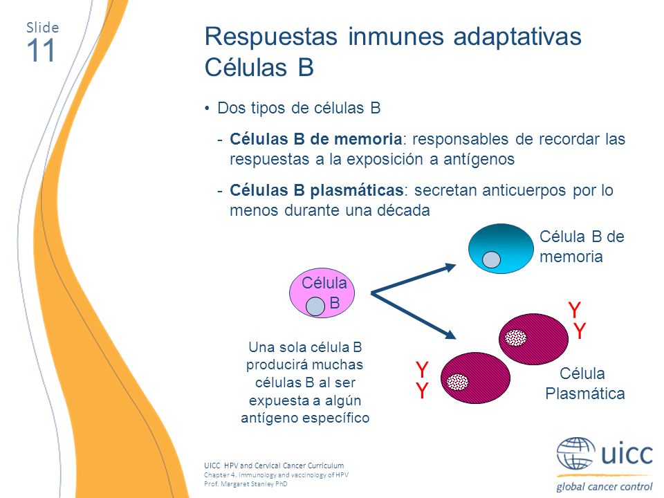 11 Respuestas inmunes adaptativas Células B Y Y Y Y Slide