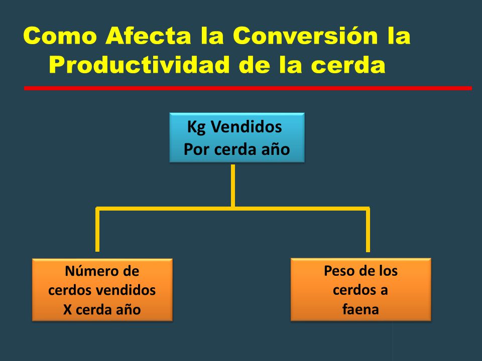 Como Afecta la Conversión la Productividad de la cerda