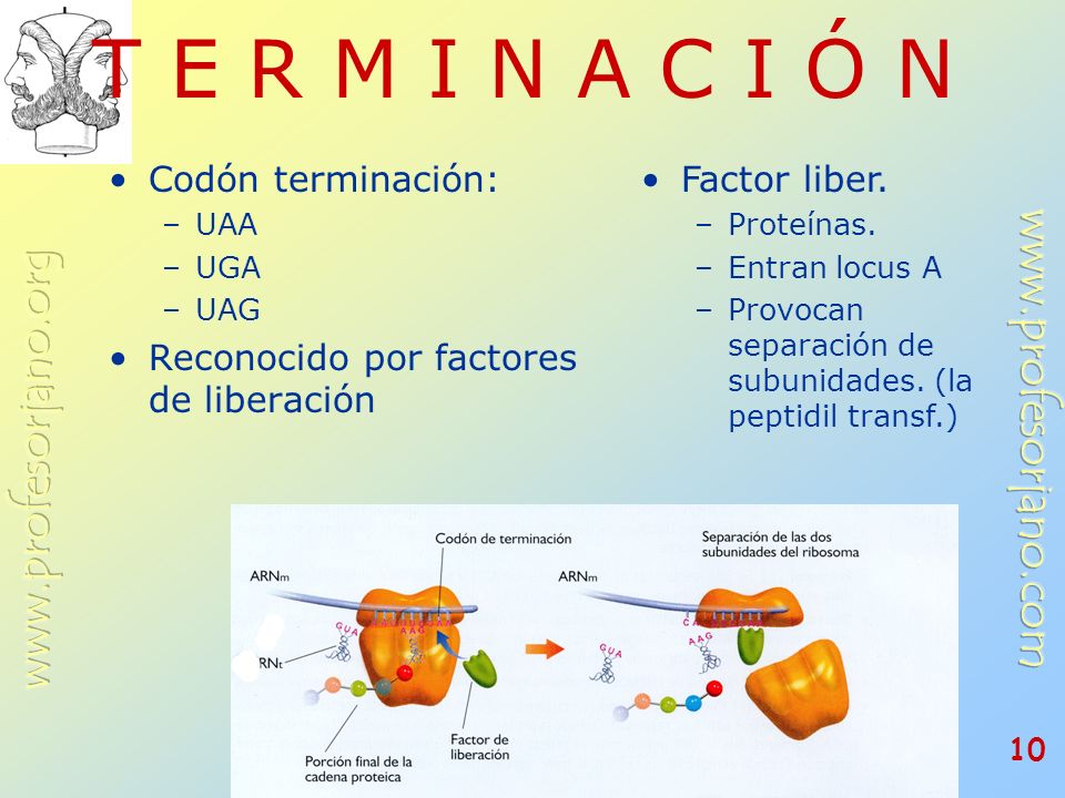 T E R M I N A C I Ó N Codón terminación: