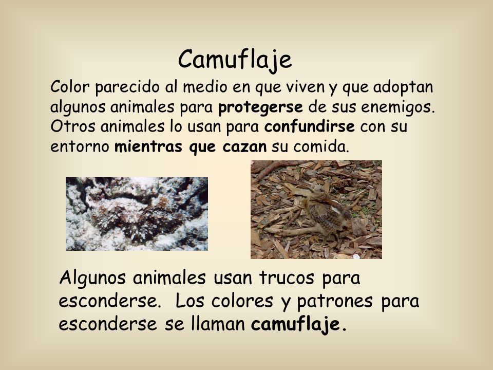 Camuflaje