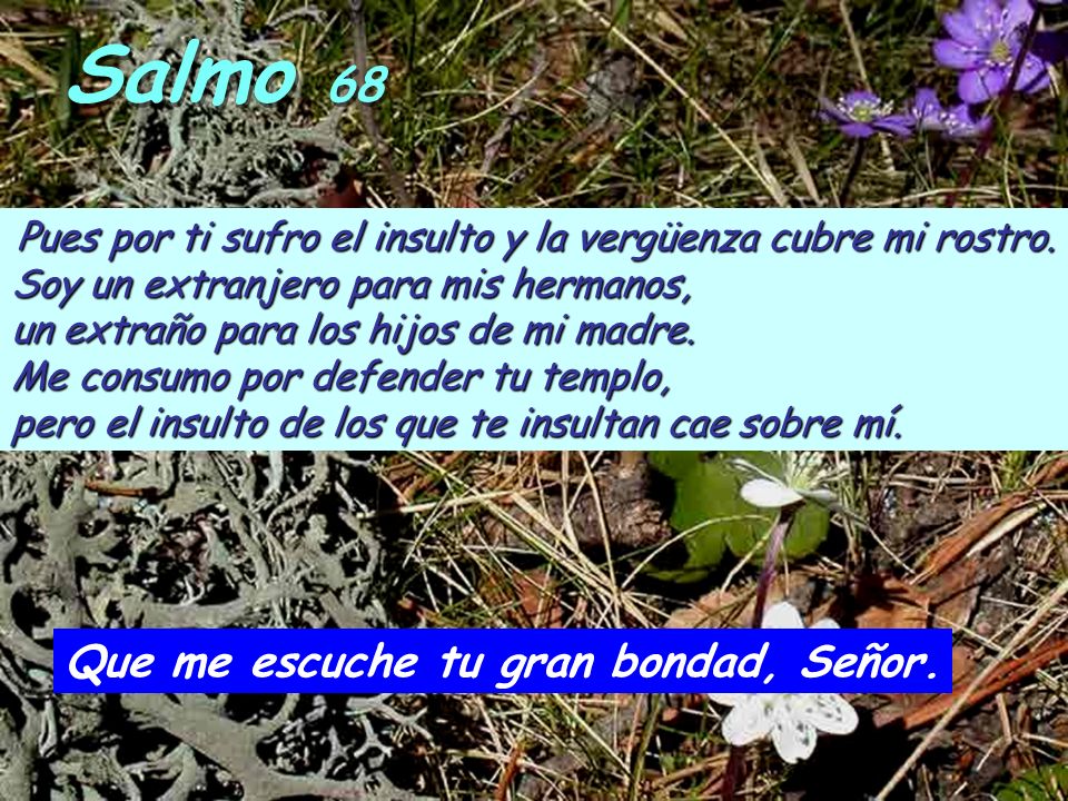 Salmo 68 Que me escuche tu gran bondad, Señor.