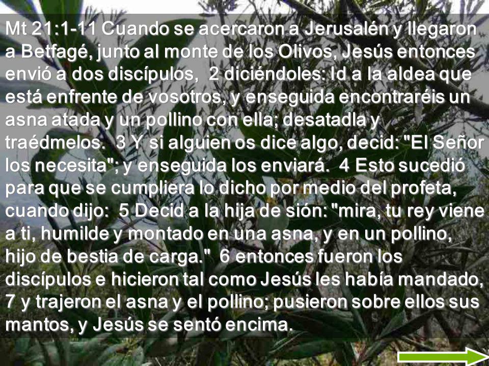 Mt 21:1-11 Cuando se acercaron a Jerusalén y llegaron a Betfagé, junto al monte de los Olivos, Jesús entonces envió a dos discípulos, 2 diciéndoles: Id a la aldea que está enfrente de vosotros, y enseguida encontraréis un asna atada y un pollino con ella; desatadla y traédmelos.