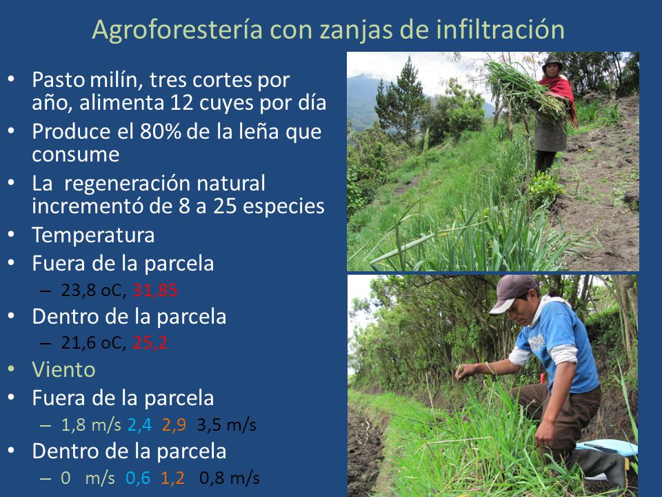 Agroforestería con zanjas de infiltración