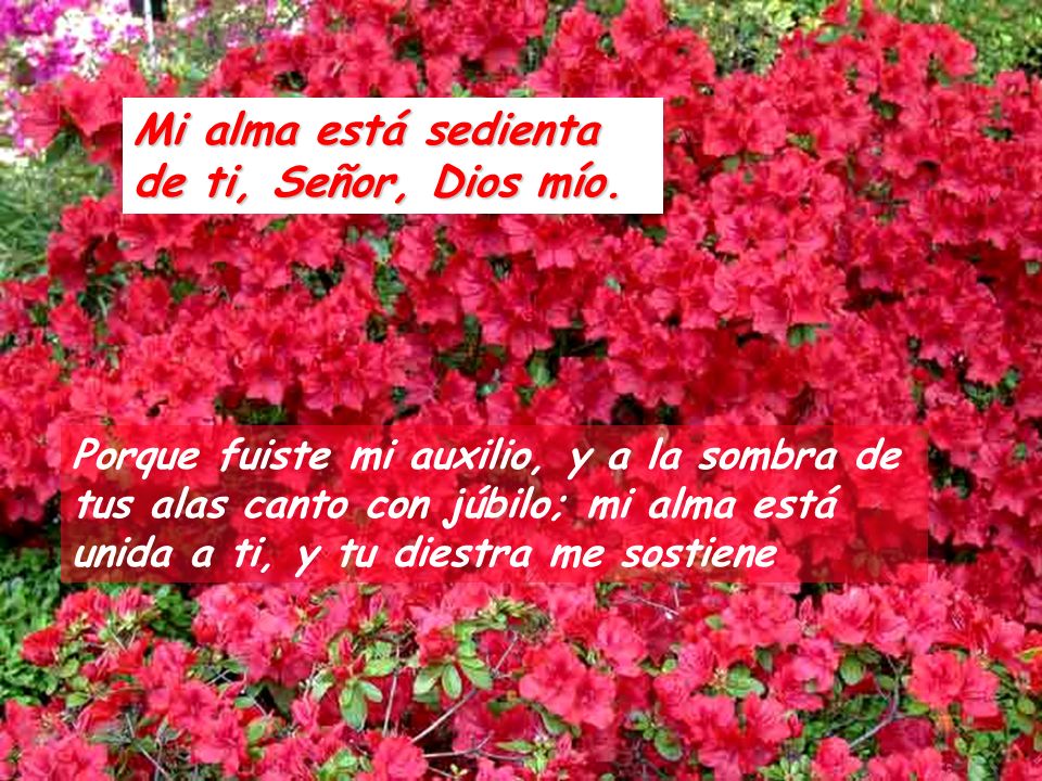 Mi alma está sedienta de ti, Señor, Dios mío.